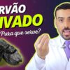 O que é carvão vegetal e para que serve?